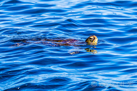 Happy Honu