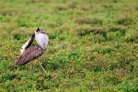 Serengeti Strut
