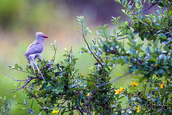 Blue Naped Mousebird