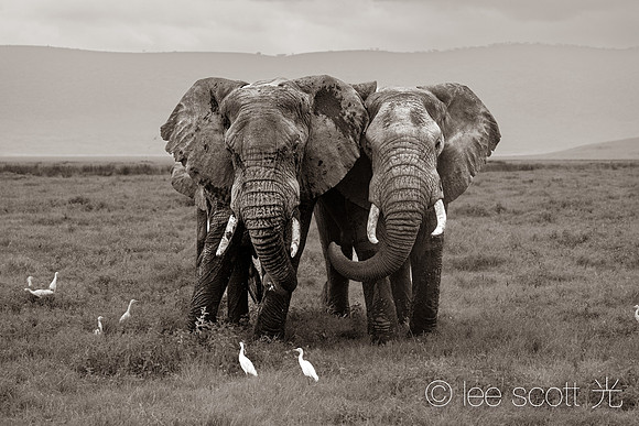 Mates (Ellie Version)