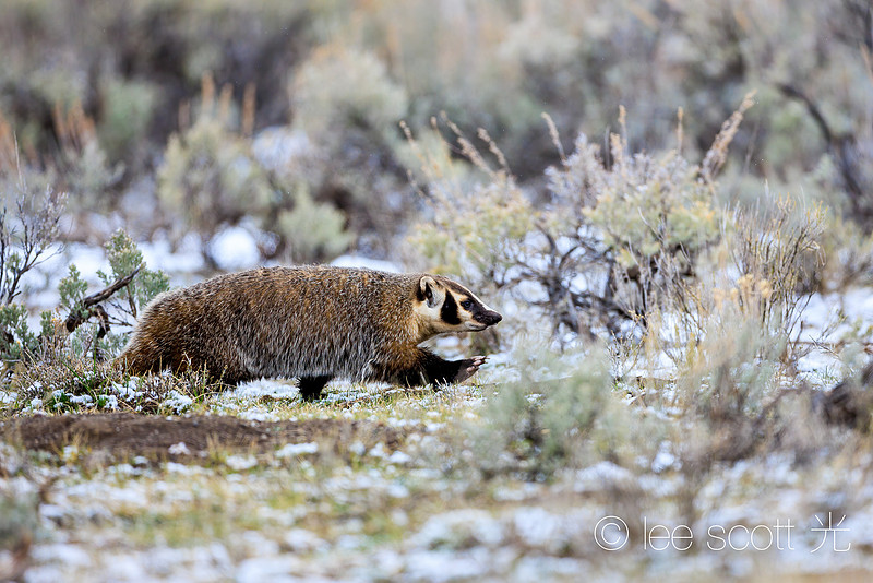 American Badger