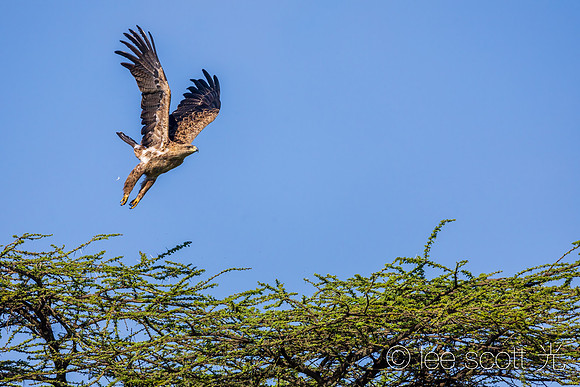 Tawny Eagle Fly!