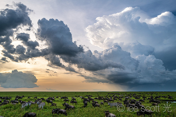 Serengeti Sky and the Great Migration