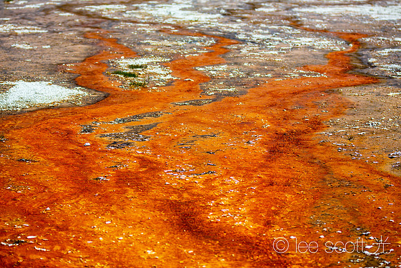 Yellowstone Red