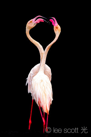 Flamingo Dance, Flamingo Trance
