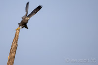 Grey Kestrel Prepares for Flight