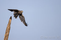 Grey Kestrel Fly