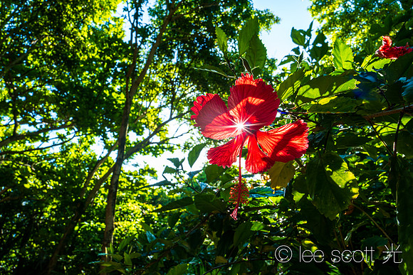 Sun Star and Red Hibiscus