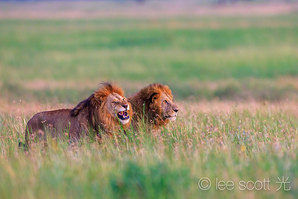 Kings of the Jungle