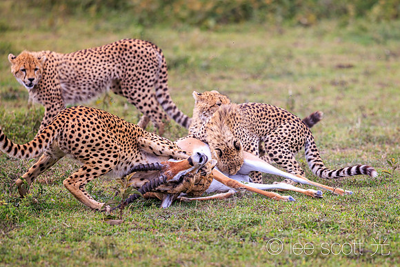 The Kill is Done