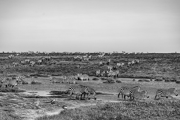 As Far as the Eye Can See, Zebras