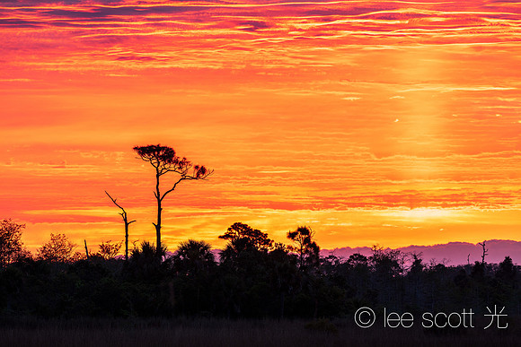 The Big Cypress Plain