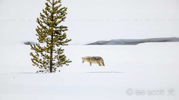 Coyote, Tree and Snow