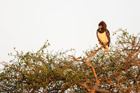 Black Chested Snake Eagle