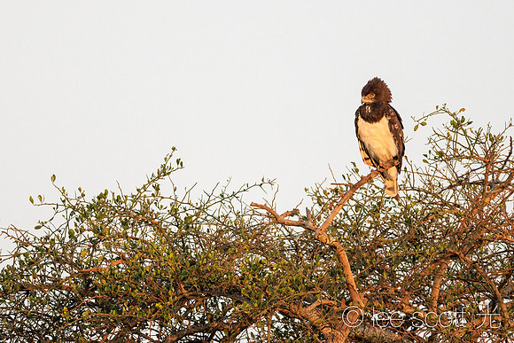 Black Chested Snake Eagle