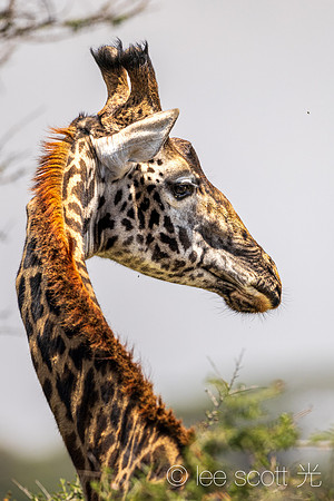 A Beautiful Neck