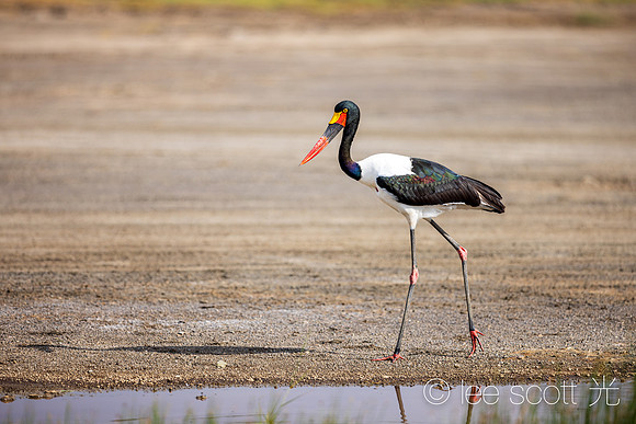 Saddle Bill Stork
