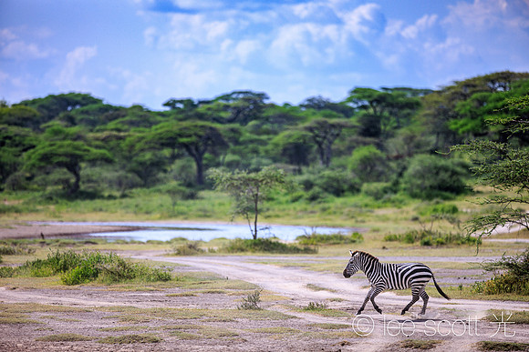 A Zebras Playground