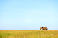 Ellie