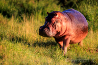 Hippo