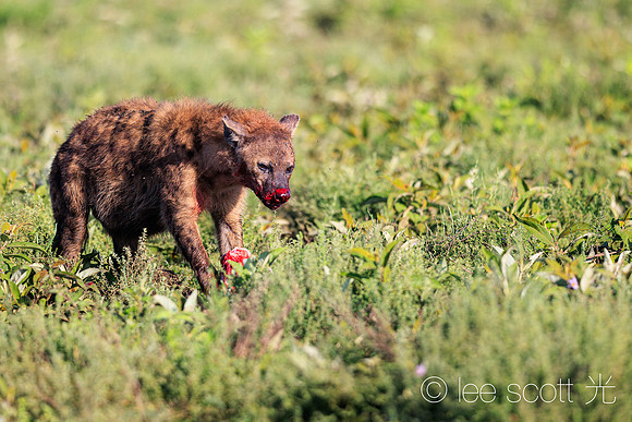 Rudolph, the Red Nosed Hyena