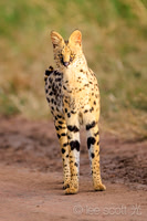 Serval Cat!