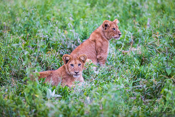 The Cutest Cub