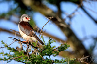 Pygmy Falcon