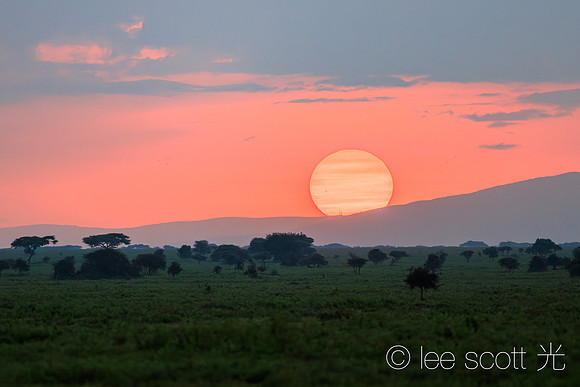 Serengeti Sun