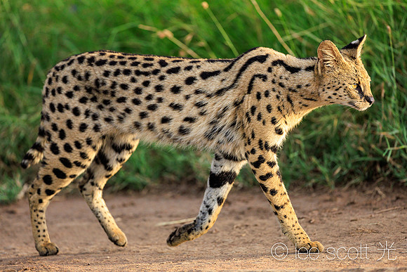 Walking Tall