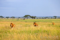Where the Grass Sings: Serengeti National Park