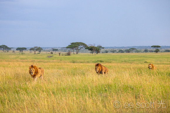 A Lion of Lions