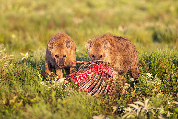 Curious Creatures
