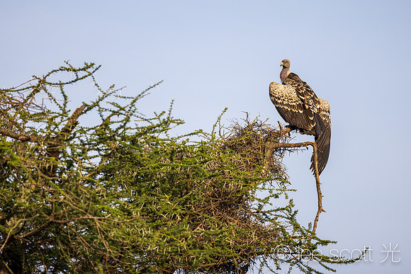 Ruppell's Griffon
