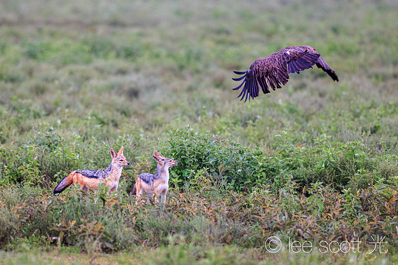 Jackals and Vulture