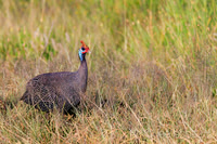 Guinea Fowl