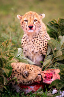Tanzania: The Northern Safari Circuit