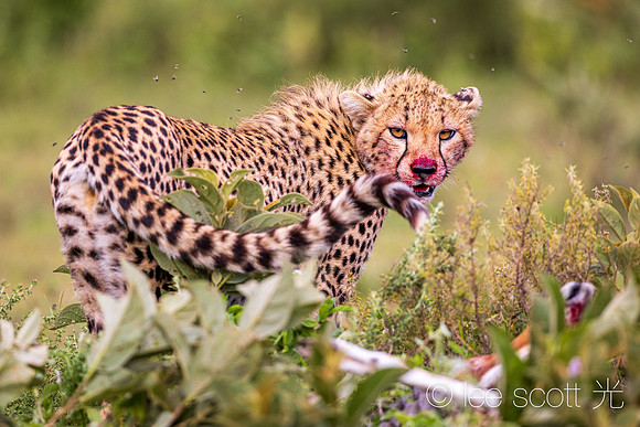 Red Nosed Cheetah
