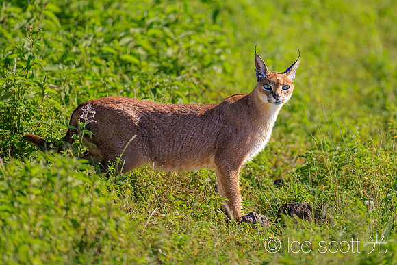 ABC, A Beautiful Caracal
