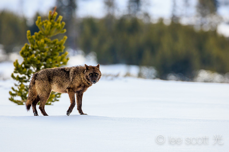 Brindle Wolf Stare