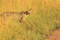 Serval Stepping Out