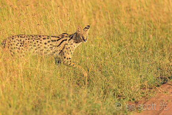 Serval Stepping Out