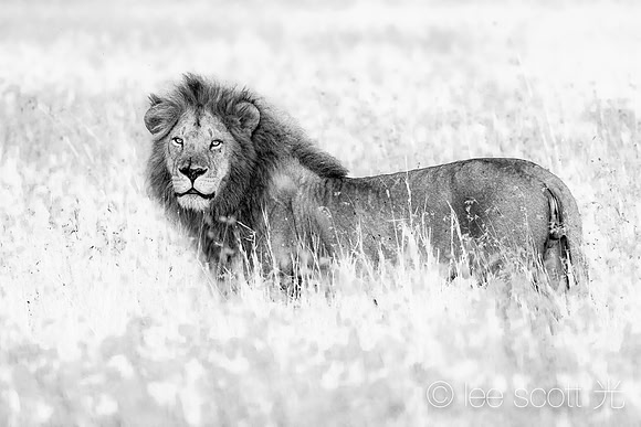 Big Male in Black, and White