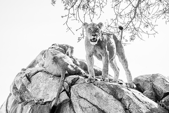 Lions on the Kopje