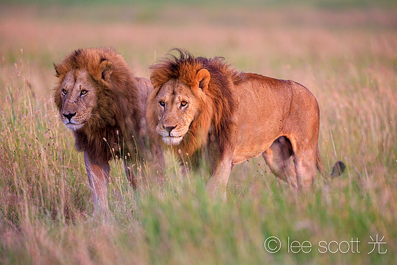 Brothers, Big Brothers