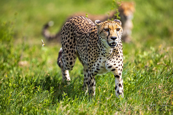 Strolling through the Plains