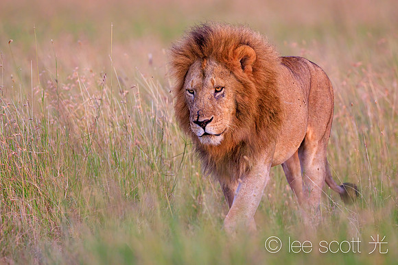 A Lion with a Very Determined Look