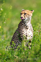 Cheetah Looking for a Meal