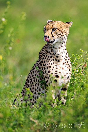 Cheetah Looking for a Meal