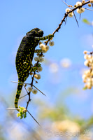 Chameleon